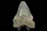 Serrated, Fossil Megalodon Tooth #124756-2